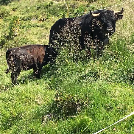 Σαλέ Typique Confort Avec En Dessous Hérémence