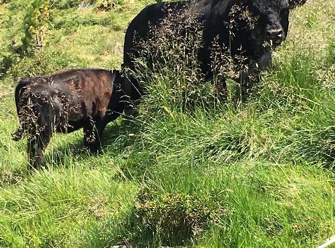 Dağ evi Typique Confort Avec En Dessous Hérémence